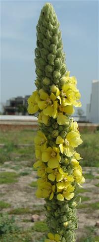 Verbascum thapsus